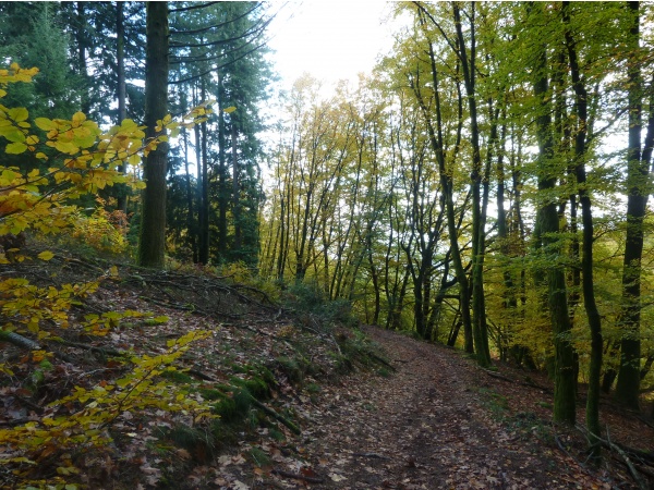 Photo Saint-Sulpice-Laurière - automne en Limousin