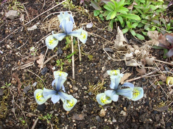 Photo Saint-Sulpice-Laurière - sorte d'iris ou crocus de Sibérie