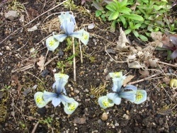 Photo faune et flore, Saint-Sulpice-Laurière - sorte d'iris ou crocus de Sibérie