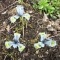 Photo Saint-Sulpice-Laurière - sorte d'iris ou crocus de Sibérie