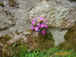Photo faune et flore, Saint-Sulpice-Laurière - fleurs dans le mur