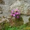 Photo Saint-Sulpice-Laurière - fleurs dans le mur