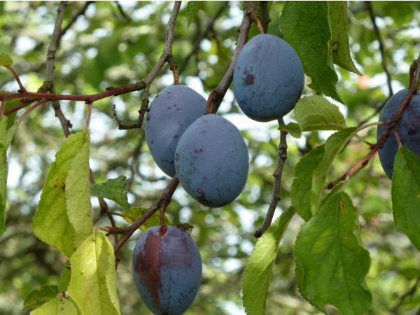 Photo Saint-Sulpice-Laurière - prunes violettes