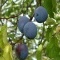 Photo Saint-Sulpice-Laurière - prunes violettes