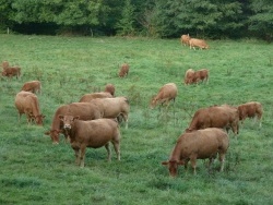 Photo faune et flore, Saint-Sulpice-Laurière - Vaches Limousines près de Saint Sulpice Laurière