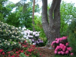 Photo faune et flore, Ban-de-Sapt - Fête des Rhododendron