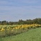 Photo Bellefontaine - champs de fleurs