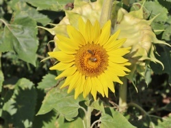 Photo paysage et monuments, Bellefontaine - la fleur