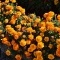Photo Bellefontaine - les fleurs