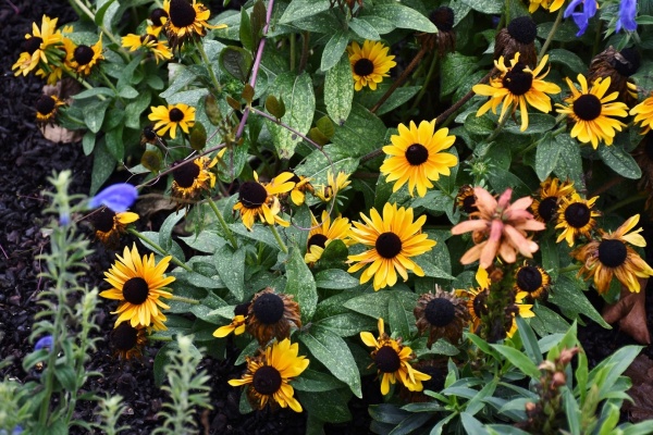 Photo Chavelot - les fleurs