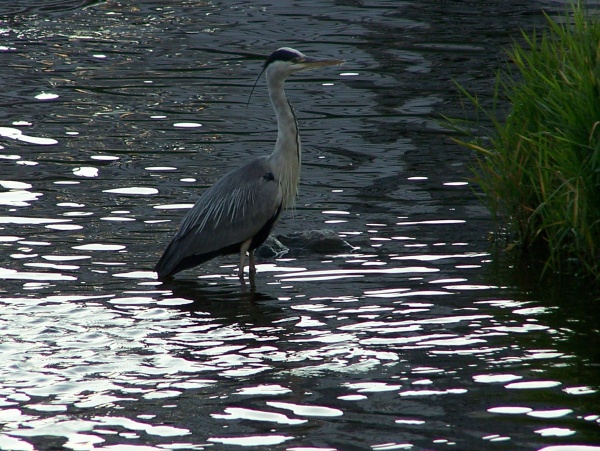 Photo Épinal - héron cendré dans la Moselle Epinal