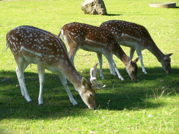 Photo Épinal - Parc animalier du château Epinal