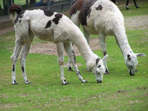 Photo Épinal - Parc animalier du château Epinal