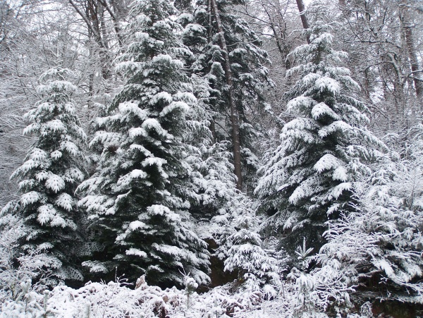 Photo Épinal - Mon beau sapin roi des forêts  Epinal