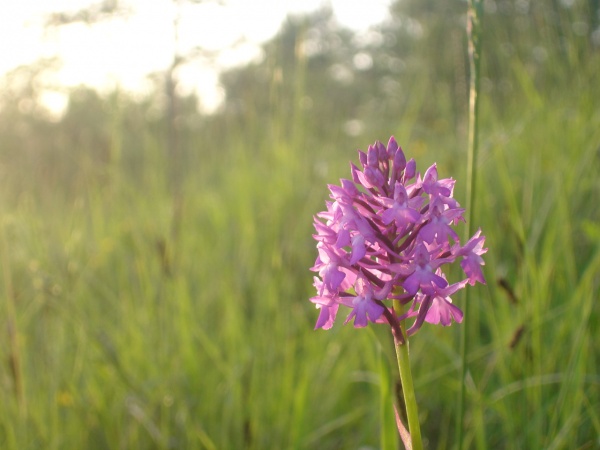 Photo Estrennes - orchis