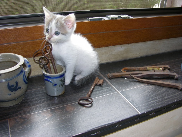 Photo Greux - un chat de Greux : Minetto !