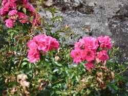 Photo paysage et monuments, Hennezel - les fleurs