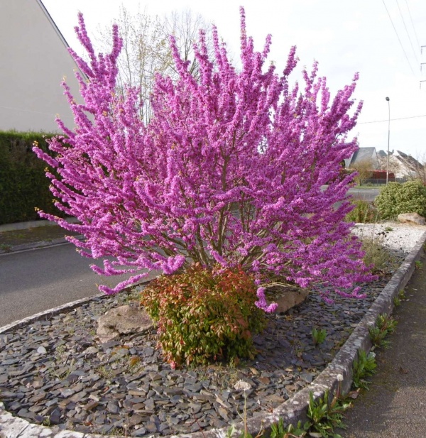 Photo Les Voivres - Un bel arbuste en fleurs