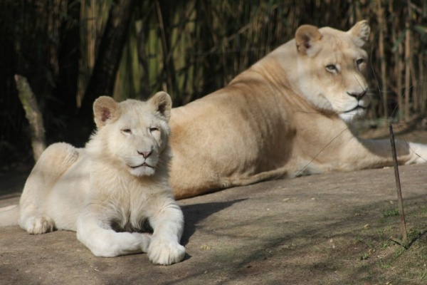 Photo Les Voivres - Au zoo de La Flèche, on peut dormir près des lions 3/4