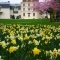 Photo Le Plessis-Bouchard - Premier jour de printemps dans le parc Yves Carric du Plessis-Bouchard